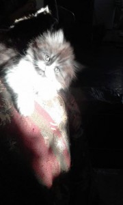 кошечка - пыша 1 001.jpg