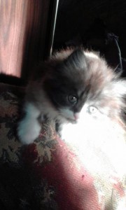 кошечка - пыша 1 004.jpg