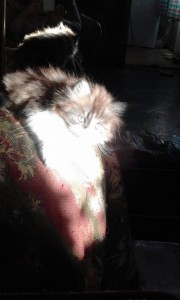 кошечка - пыша 1 006.jpg