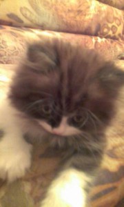 кошечка - пыша 1 033.jpg