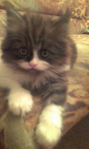 кошечка - пыша 1 032.jpg