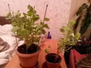 Отдано - 20161123_121446.jpg