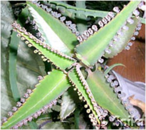 Приму в дар Каланхое Дегремона. Нашла  - hello_html_2bde927a.jpg