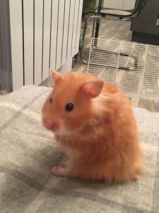 Сирийский хомячок - image.jpeg