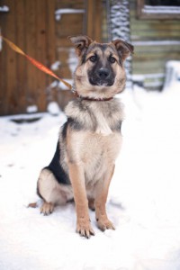 Восточноевропейская овчарка. 5 месяцев - IMG_6134_2.jpg