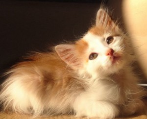 Москва и МО Рыжий котенок Ася ищет дом  - 1.jpeg