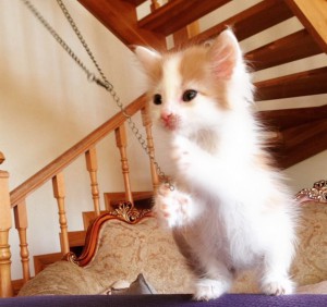 Москва и МО Рыжий котенок Ася ищет дом  - 2.jpeg