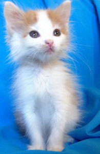 Москва и МО Рыжий котенок Ася ищет дом  - 3.jpeg