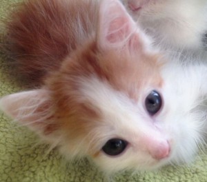 Москва и МО Рыжий котенок Ася ищет дом  - 4.jpeg