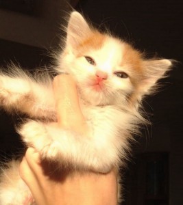 Москва и МО Рыжий котенок Ася ищет дом  - 5.jpeg