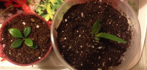 Спатифиллум,каланхоэ ЗАБРАЛИ все-Спасибо  - FullSizeRender (46).jpg