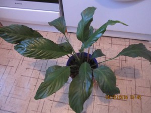 Спатифиллум,каланхоэ ЗАБРАЛИ все-Спасибо  - 2016-12-10 12-42-32.JPG