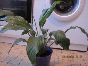 Спатифиллум,каланхоэ ЗАБРАЛИ все-Спасибо  - 2016-12-10 12-42-18.JPG