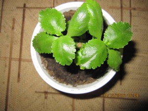 Спатифиллум,каланхоэ ЗАБРАЛИ все-Спасибо  - 2016-12-10 13-09-42.JPG