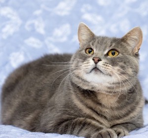 Москва и МО Метиска британки Таби ищет дом Возраст 2.5 года, стерелизована, лоток на 5, окрас мраморный, с янтарными - 1.jpeg