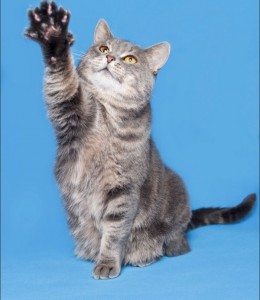 Москва и МО Метиска британки Таби ищет дом Возраст 2.5 года, стерелизована, лоток на 5, окрас мраморный, с янтарными - 2.jpeg