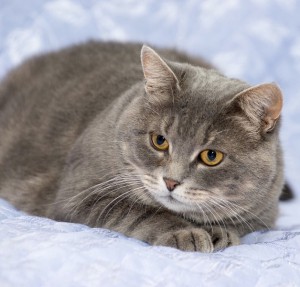 Москва и МО Метиска британки Таби ищет дом Возраст 2.5 года, стерелизована, лоток на 5, окрас мраморный, с янтарными - 3.jpeg