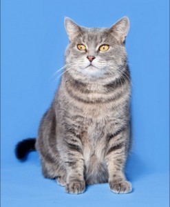 Москва и МО Метиска британки Таби ищет дом Возраст 2.5 года, стерелизована, лоток на 5, окрас мраморный, с янтарными - 4.jpeg