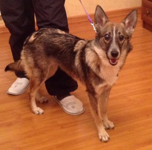 Москва и МО Особенная собачка Шелли ищет мам-пап  - 1.jpeg