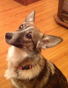 Москва и МО Особенная собачка Шелли ищет мам-пап  - 2.jpeg