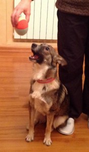 Москва и МО Особенная собачка Шелли ищет мам-пап  - 3.jpeg