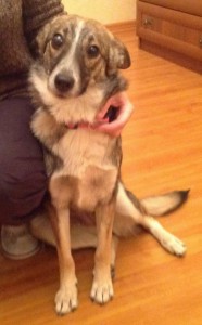 Москва и МО Особенная собачка Шелли ищет мам-пап  - 4.jpeg