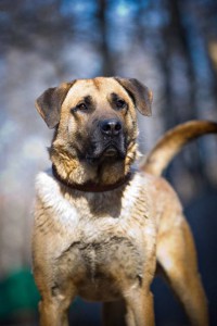 Москва и МО Уникальный пес Джон в самые добрые руки  - 1.jpg