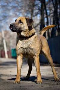 Москва и МО Уникальный пес Джон в самые добрые руки  - 2.jpg