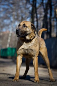 Москва и МО Уникальный пес Джон в самые добрые руки  - 4.jpg