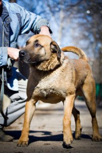 Москва и МО Уникальный пес Джон в самые добрые руки  - 5.jpg