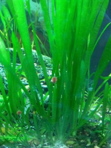 Поделюсь растениями - аквариум3.jpg