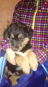 Сын шотландской и немецкой овчарок - 15589985_1276902902383568_872121357999195645_n.jpg