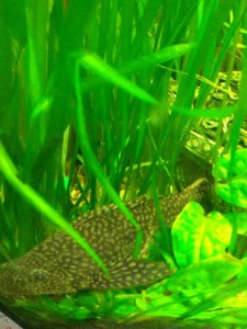 Нужны рыбки - отдаю растения - аквариум2.jpg