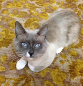 Отдам даром кота - IMG_9738.JPG