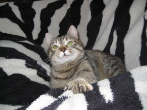 Отдам кошечку - IMG_6982.JPG