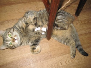 Отдам кошечку - IMG_6848.JPG