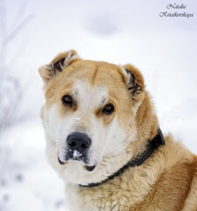 Москва и МО Собака Мара - почти Осетинский Волкодав - 1.jpg