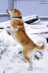 Москва и МО Собака Мара - почти Осетинский Волкодав - 2.jpg