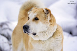 Москва и МО Собака Мара - почти Осетинский Волкодав - 3.jpg