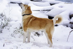 Москва и МО Собака Мара - почти Осетинский Волкодав - 4.jpg