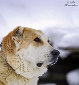 Москва и МО Собака Мара - почти Осетинский Волкодав - 5.jpg
