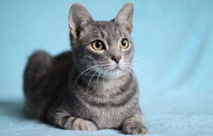 Москва и МО Замечательный котенок Тихон ищет дом  - 1.jpeg