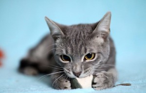 Москва и МО Замечательный котенок Тихон ищет дом  - 2.jpeg