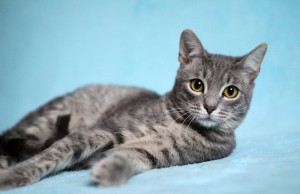 Москва и МО Замечательный котенок Тихон ищет дом  - 5.jpeg