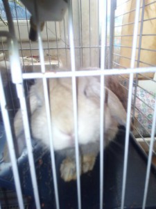 Отдам даром кролика с клеткой - IMG_20170102_113312.jpg