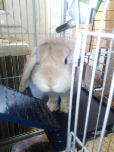 Отдам даром кролика с клеткой - IMG_20170102_113324.jpg