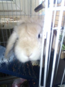 Отдам даром кролика с клеткой - IMG_20170102_113330.jpg