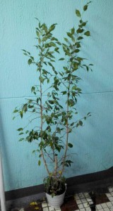 Можно забрать цветы - P_20161201_201808.jpg