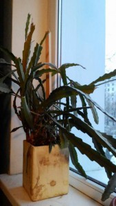 Можно забрать цветы - P_20161230_160148.jpg