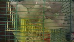 Отдам дамбо крысят - WP_20170103_22_31_02_Pro.jpg